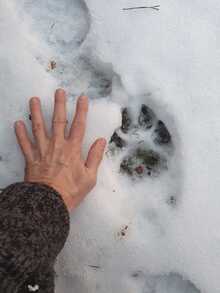 Ręka człowieka w grubym, wełnianym swetrze dotyka śniegu, w którym znajduje się wyraźny odcisk łapy psa. Śnieg jest miękki i czysty, a odcisk wskazuje na dużego psa.