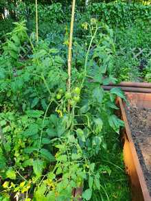 Młode rośliny pomidorów z niewielkimi zielonymi owocami, zaczynające wzrastać w drewnianej skrzyni ogrodowej. Liście są bujne i zdrowe, co wskazuje na początek sezonu wzrostu w dobrze pielęgnowanym warzywniku.
