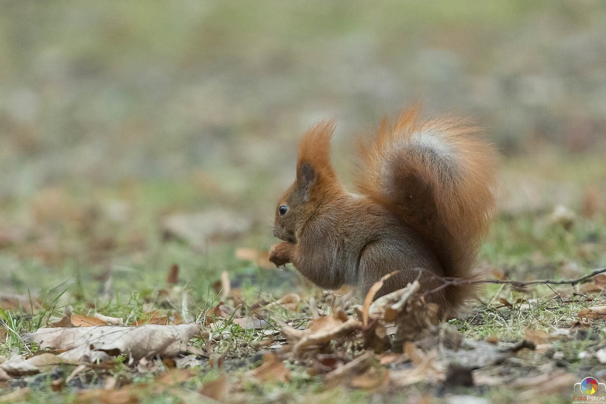 Ruda wiewiórka jedząca orzech na brązowych liściach i zielonej trawie, z jej puszystym ogonem uniesionym w powietrzu i błyszczącymi oczami uważnie obserwującymi otoczenie